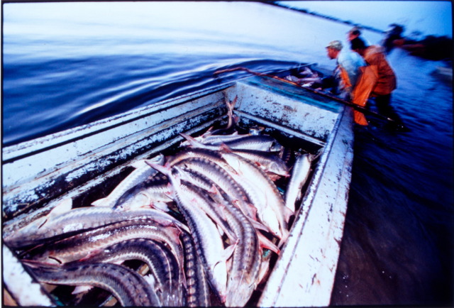 Delivering catch